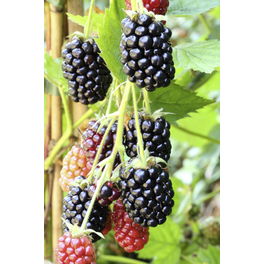 Dornenlose Brombeere, Rubus fruticosus »Loch Ness«, Frucht: schwarz, zum Verzehr geeignet