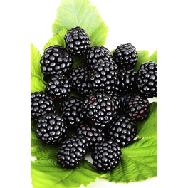 Dornenlose Brombeere, Rubus fruticosus »Navaho®«, Frucht: schwarz, zum Verzehr geeignet