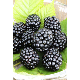 Dornenlose Brombeere, Rubus fruticosus »Triple Crown®«, Frucht: schwarz, zum Verzehr geeignet