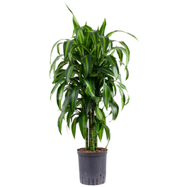 Drachenbaum, Dracaena »hawaiian sunshine«, im Kunststoff-Kulturtopf