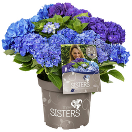 Dreifarbige Bauernhortensie 'Three Sisters'® Blau, macrophylla, Topf: 25 cm, Blüten: dreifarbig blau Dreifarbige Bauernhortensie 'Three Sisters'® Blau, macrophylla, Topf: 25 cm, Blüten: dreifarbig blau