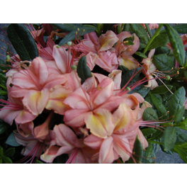 Duft-Azalee, Rhododendron hybrida »Framingham«, rosa, Höhe: 30 - 40 cm