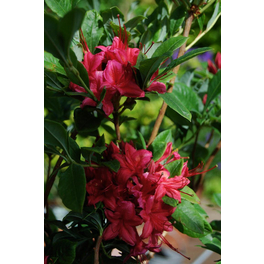 Duft-Azalee, Rhododendron viscosum »Millennium«, pink, Höhe: 30 - 40 cm