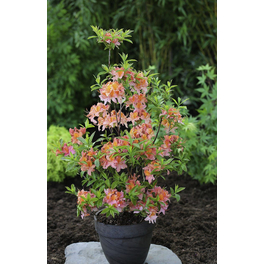 Duft-Azalee, Rhododendron viscosum »Pennsylvania«, rosa, Höhe: 30 - 40 cm