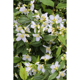 Duftjasmin, Philadelphus hybrida »Aroma®«, Blätter: grün, Blüten: weiß