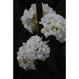 Duftschneeball, Viburnum farreri »Candidissimum«, Blätter: grün, Blüten: weiß
