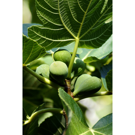 Echte Feige 'Firoma'®, Ficus carica, Früchte: süß-aromatisch Echte Feige 'Firoma'®, Ficus carica, Früchte: süß-aromatisch