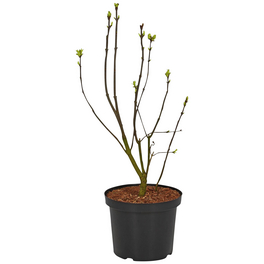 Edelflieder, Syringa vulgaris »Andenken an Ludwig Späth«, Blätter: grün, Blüten: dunkelrosa