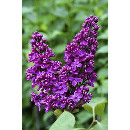 Edelflieder, Syringa vulgaris »Andenken an Ludwig Späth«, Blätter: grün, Blüten: purpurfarben