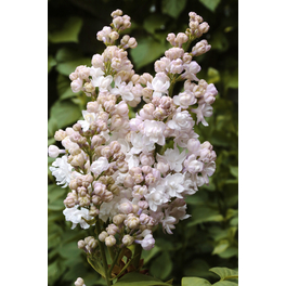 Edelflieder, Syringa vulgaris »Beauty of Moscow«, Blätter: grün, Blüten: cremeweiß