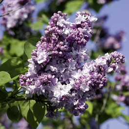 Edelflieder, Syringa vulgaris »Katharine Havemeyer«, Blätter: grün, Blüten: lila