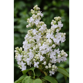 Edelflieder, Syringa vulgaris »Mme. Lemoine«, Blätter: grün, Blüten: weiß
