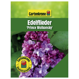 Edelflieder, Syringa vulgaris »Prince Wolkonsky«, Blätter: grün, Blüten: violett