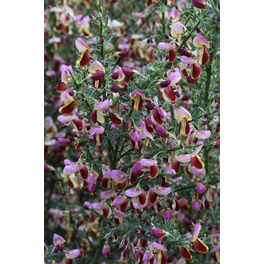 Edelginster, Cytisus scoparius »Andreanus Splendens«, Blätter: grün, Blüten: rot/gelb