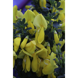 Edelginster, Cytisus scoparius »Golden Sunlight«, Blätter: grün, Blüten: goldgelb