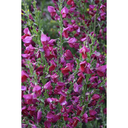 Edelginsters, Cytisus scoparius »Boskoop Ruby«, Blätter: grün, Blüten: purpurfarben