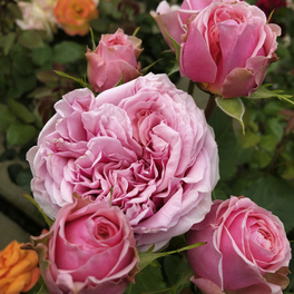 Edelrose, Rosa »Amorosa®«, Blüte: zartrosa, gefüllt