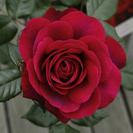 Edelrose, Rosa »Bellevue®«, Blüte: rosarot, gefüllt