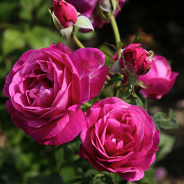 Edelrose, Rosa »Carmen Würth™«, Blüte: pink, gefüllt