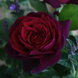 Edelrose, Rosa »Gräfin Diana®«, Blüte: rot, gefüllt