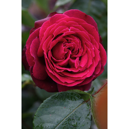 Edelrose, Rosa »Gräfin Diana -R«, Blüte: rot, gefüllt