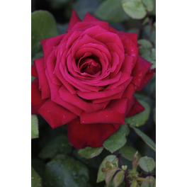 Edelrose, Rosa hybrida »Burgund 81® «, Blüte: rot