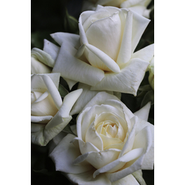 Edelrose, Rosa hybrida »Polarstern®«, Blüte: weiß