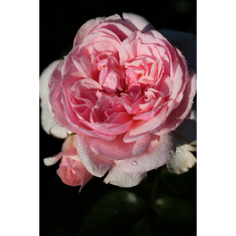 Edelrose, Rosa hybrida »Souvenir de Baden-Baden®«, Blüte: rosa