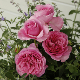 Edelrose, Rosa »Königin Marie®«, Blüte: rosa, gefüllt