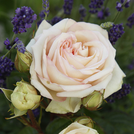 Edelrose, Rosa »Madame Anisette®«, Blüte: creme, gefüllt