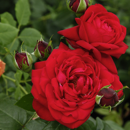 Edelrose, Rosa »Tiamo®«, Blüte: rot, gefüllt