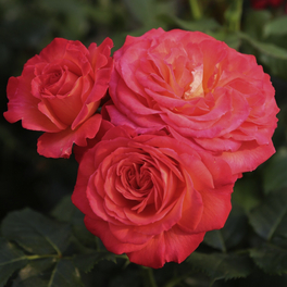 Edelrose, Rosa »Vulcano®«, Blüte: mehrfarbig, gut gefüllt