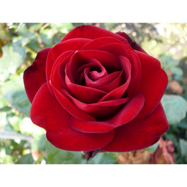 Edelrose, Rosa x hybrida »Marlene«, Blüte: rot, gefüllt
