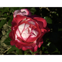 Edelrosenstamm 'Nostalgie'®, Rosa hybride »Nostalgie«, Blüte: rot/weiß