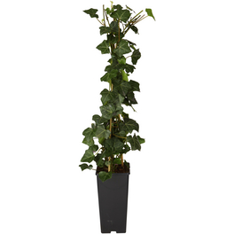 Efeu, Hedera helix, Blätter: grün
