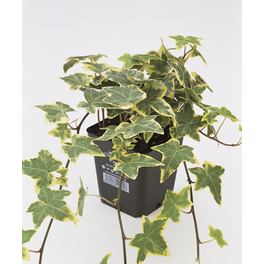 Efeu, Hedera helix »Gold Child«, Blattfarbe: grün/gelb