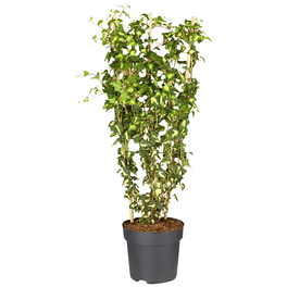 Efeu, Hedera helix »Goldheart«, winterhart