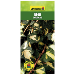 Efeu, Hedera helix, Höhe: 60 - 100 cm, Blattfarbe: grün