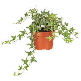 dracena magenta Dracaena Cane Magenta For Sale Including Care Guide main image 0