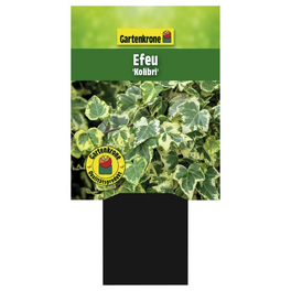 Efeu, Hedera helix »Kolibri«, Höhe: 15 - 20 cm, Blattfarbe: zweifarbig