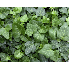 Efeu, Hedera helix »Mein Herz«, Höhe: 15 - 20 cm, Blattfarbe: grün
