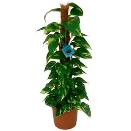 elefantenohr wasserpflanze Elefantenohr (Alocasia portodora) kaufen