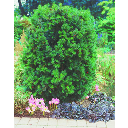 Eibe, Taxus baccata, immergrün