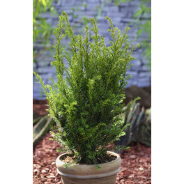 Eibe, Taxus media »Groenland«, immergrün