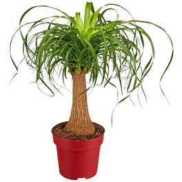 Elefantenfuss, Beaucarnea recurvata, im Kunststoff-Kulturtopf