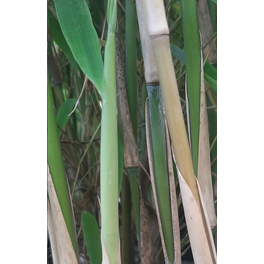 Elfenbein-Bambus, Fargesia murieliae »Ivory Ibis®«, Pflanzenhöhe: 80-100 cm, grün