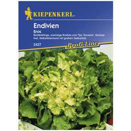 Endivien endivia Chicorium Endivien endivia Chicorium