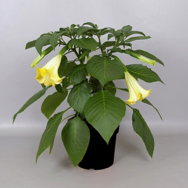 Engelstrompete, Datura Hybriden, Blüte: Gelb