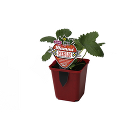 Erdbeere, Fragaria ananassa »Meraldo«, Blütenfarbe: weiß