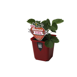 Erdbeere, Fragaria ananassa »Merosa«, Blütenfarbe: rosa/pink